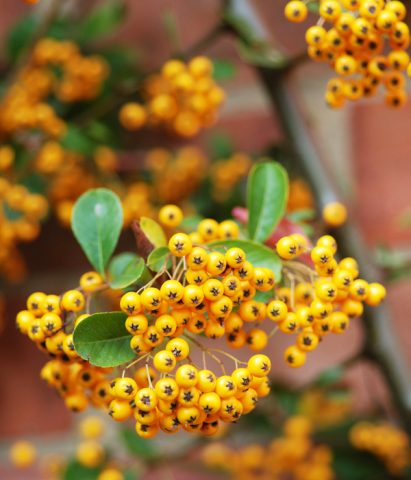 <p>È un arbusto sempreverde di medie dimensioni molto usato come <b>siepe</b>, che si adatta perfettamente alla vita sul balcone garantendone anche la privacy. In <b>autunno</b> si riempie di bacche tonde rosse e arancioni, commestibili ( sono particolarmente gradite al merlo comune) e che rimangono sugli steli fino alla primavera. </p>