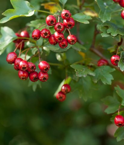 <p>Bellissimo in primavera e in estate, quando si ricopre di piccoli e profumati fiori bianchi, il <b>biancospino</b> non smette di deliziare nemmeno in <b>autunno e in inverno</b>, quando si riempie di <b>bacche rosse</b>, piuttosto grosse e appariscenti, <b>commestibili</b> e adorate dagli uccellini e non solo. È un arbusto di dimensioni medio grandi, quindi da evitare se il tuo balcone è molto piccolo. Le sue bacche arrivano alla maturazione fra novembre e dicembre e sono ottime anche per preparare marmellate e sciroppi.</p>