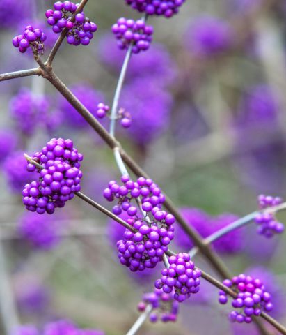 <p>Ancora poco diffuso nel nostro paese, la <b>callicarpa</b> è uno scenografico arbusto ricadente, originario del Giappone, caratterizzato da piccole <b>bacche commestibili</b> in bellissime tonalità violacee, dalla superficie cangiante e quasi metallica, che si sviluppano in piccoli gruppi lungo gli steli. Le foglie ingialliscono e cadono in autunno, lasciandole solitarie sullo stelo. È un arbusto di medie dimensioni e cresce benissimo in <b>vaso</b>. Un'unica accortezza: non ama il vento, quindi per evitare di vedere le sue piccole e bellissime bacche viola volare via posizionala in un luogo riparato.</p>