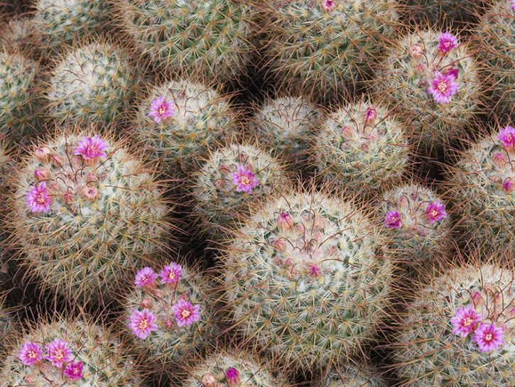 Piante Grasse Da Esterno In Vaso Specie Resistenti Al