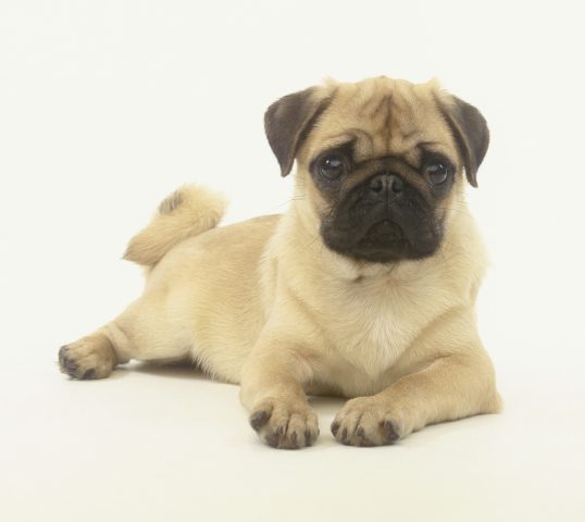 <p>Il <b>carlino </b>è un cane di piccola taglia, molto intelligente, affettuoso verso gli altri cani e anche con gli umani. Come il bulldog francese è fra i più indicati per stare insieme ai bambini. Alcuni scrittori hanno detto di lui che è un "cane giocattolo", proprio per queste caratteristiche. Non solo è consigliato per stare in appartamento, ma anche per chi ama viaggiare.</p>