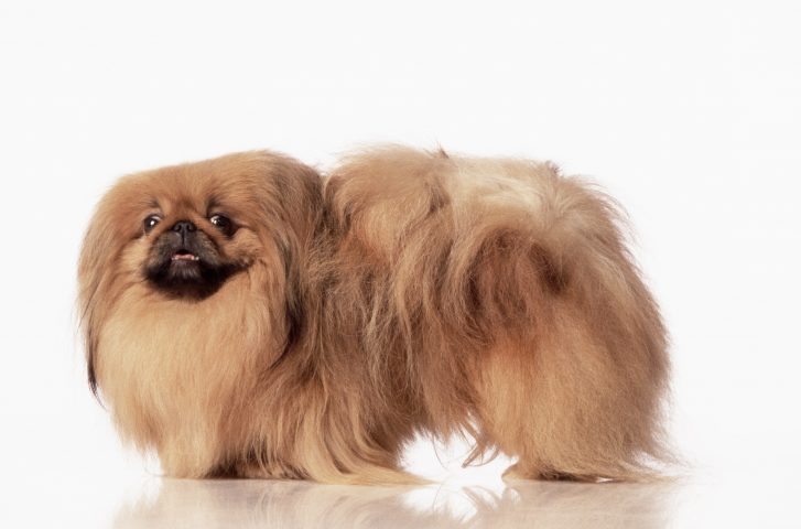 <p>Il <b>pechinese </b>è un razza di piccola taglia, ma robusta, la cui toelettatura è piuttosto impegnativa. È un famoso "cane da grembo", cioè adatto a vivere in casa e per fare pochissimo movimento. È molto simpatico e soprattutto molto legato al suo padrone anche se non lo dimostra pienamente. Non è un cane ideale per i bambini, ma più per persone anziane o sedentarie, perché non necessita di particolare o eccessivo moto. Occhio a non farlo ingrassare perché può avere seri problemi di salute.</p>
