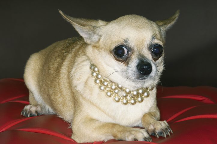 <p>Il <b>chihuahua </b>è il più piccolo cane del mondo pesando tra i 900 gr e i 3.5 kg. Ama stare in compagnia e riesce a stare solo in casa senza provocare "danni", purché sia ben educato. Ma di base sarà felicissimo se potrà accompagnare il suo padrone ovunque, facendosi piccolo piccolo in una borsetta.</p>