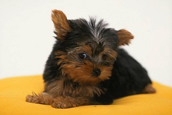 <p>Lo <b>Yorkshire Terrier </b>è un cane che per le sue piccole dimensioni si adatta molto alla vita di appartamento ma che comunque necessita di movimento. Essendo pur sempre un terrier necessita infatti di ampi spazi dove poter correre e giocare. Se vive in appartamento, bisogna perciò farlo passeggiare spesso e permettergli lunghe corse. È molto affettuoso e ideale sia per gli adulti che per i bambini. Non presenta una muta molto abbondante, per questo è ideale se si soffre di allergia al pelo canino.</p>