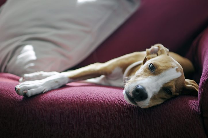 <p>I cani <b>meticci</b> che il più delle volte provengono dal canile o dalla strada hanno un carico di affetto e di attaccamento nei confronti del padrone che è incredibile. Non bisogna penare che questi cani che hanno sempre vissuto in condizioni disagiate non si possano adattare alla vita domestica. Anzi saranno i primi a farlo. Certo è impossibile standardizzare le caratteristiche di un animale che non appartiene a una razza specifica, che dipendono alla loro predisposizione genetica. Ma la cosa bella di questi amici a quattro zampe è che, di qualsiasi taglia essi siano, saranno dei cani molto attaccati alla loro casa e amanti del focolare domestico.</p>