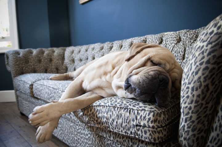 <p>Ogni volta che il <b>padrone esce di casa</b> lasciando il suo cane a casa, quest'ultimo solitamente entra in uno stato di tristezza "cosmica". Questo succede perché il nostro amico a quattro zampe comincia a subire un periodo d’ansia e paura di rimanere da solo per tanto tempo. Ma se il tuo cane accetta serenamente il fatto che tu stia per uscire di casa senza di lui, questo è un segno di amore profondo verso di te. Vuol dire che si fida e sa che presto tornerai da lui.</p>