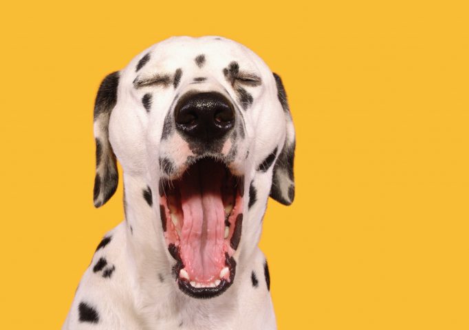 <p>Lo <b>sbadiglio </b>è contagioso, si sa, e non solo tra umani. Anche il tuo cane potrebbe essere contagiato dal tuo sbadiglio e questo è un segno d'amore nei tuoi confronti. Uno studio, infatti, ha confermato come un essere umano sbadiglia quando vede qualcun altro sbadigliare perché prova una certa empatia verso la persona che sbadiglia, la stessa cosa succede con il nostro amico a quattro zampe.</p>