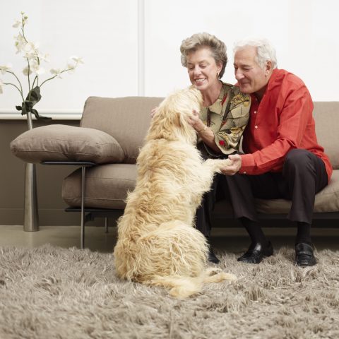 <p>Quando il cane vede <b>rientrare a casa il suo padrone</b> inizia una grande festa: a molti basta sentire il rumore della macchina del loro amico umano i cani per cominciare ad agitarsi. Hai mai notato che anche quando ti assenti per qualche minuto e poi rientri, lui ti accoglie come se non ti vedesse da mesi? Per i nostri amici a quattro zampe ogni occasione è buona per dimostrarci tutto il loro amore.</p>