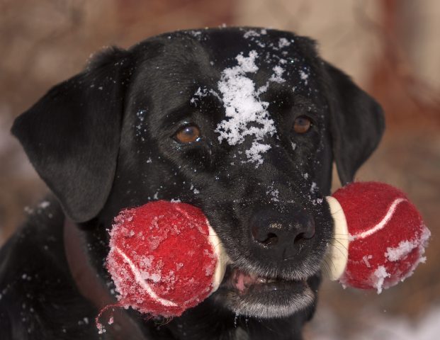 <p>Quando il tuo cane ti porta il suo <b>gioco preferito</b>, di cui è gelosissimo, non vuol solo dire che ha voglia di giocare con te, ma questo suo gesto nasconde un significato più profondo. Come prima cosa è un atto d’amore in sé, ma vuol anche dire che il tuo amico a quattro zampe ti vede come un leader naturale e conta su di te per giocare. Ai suoi occhi, ti piace questo giocattolo tanto quanto lui, quindi si aspetta e vuole condividerlo con te.</p>