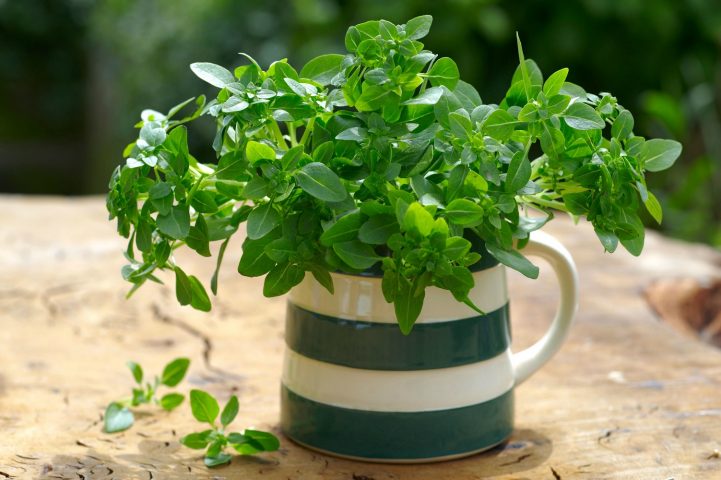 <p><b>CONCENTRATO DI VIRTÙ</b> </p><p>Grazie al carvacrolo, l'olio essenziale di <a href="https://www.donnamoderna.com/salute/wellness/cibi-ricchi-antiossidanti/photo/L-origano-come-analgesico-e-espettorante" target="_self">origano</a> combatte virus e batteri. È un potente <b>antisettico</b>, ha proprietà antispasmodiche e analgesiche: secondo studi recenti è in grado di neutralizzare lo stafilococco. Le erbe aromatiche costituiscono un vero e proprio tesoro. Preziose per la salute, possono essere impiegate anche per la <b>bellezza</b>, sotto forma di impacchi e maschere fai da te: crea uno spazio sul <b>davanzale</b> di casa, coltivarle ti darà grande soddisfazione, perché piante come la salvia e il rosmarino resistono anche alle basse temperature. Inoltre, danno colore aggiungendo colore e<b> vitalità </b>ai tuoi piatti.</p>