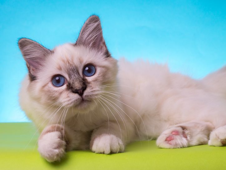 Gatto Sacro Di Birmania Donna Moderna
