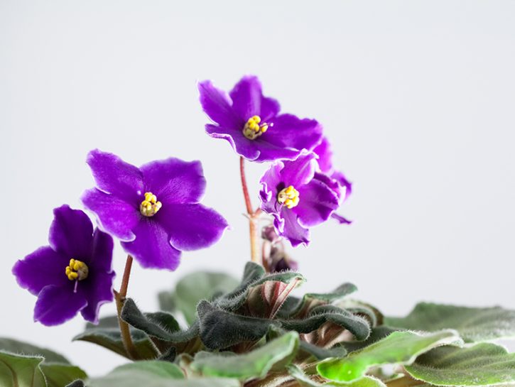 Piante Fiorite Da Appartamento.Piante Fiorite Da Appartamento Quali Scegliere Donna Moderna