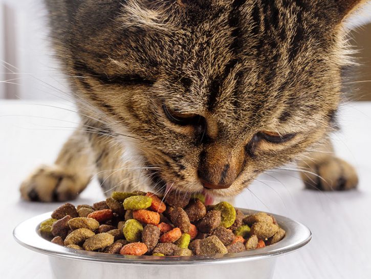 I Gatti Capiscono Se Gli Vuoi Bene