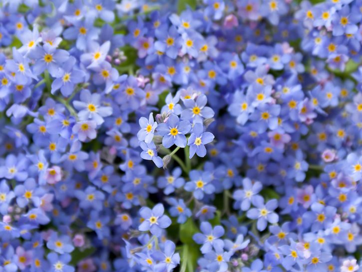 Il Non Ti Scordar Di Me Donna Moderna