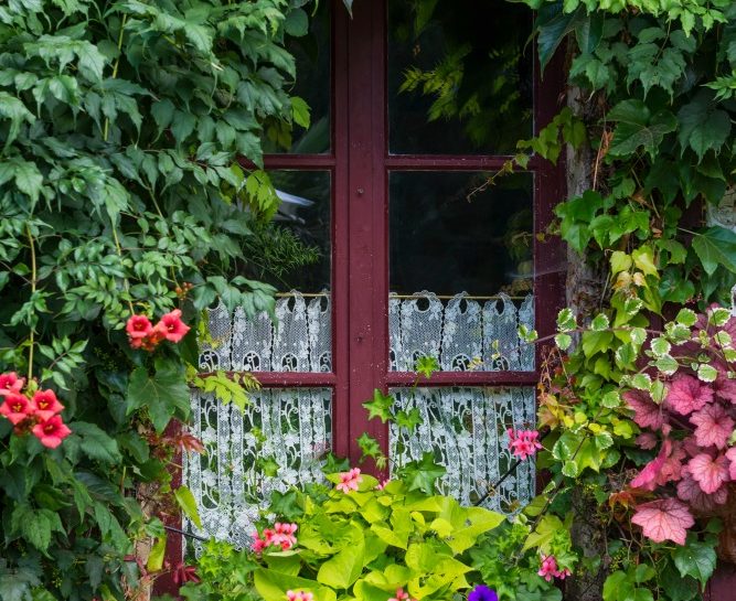 Fiori E Piante Da Mettere Sul Davanzale Donna Moderna