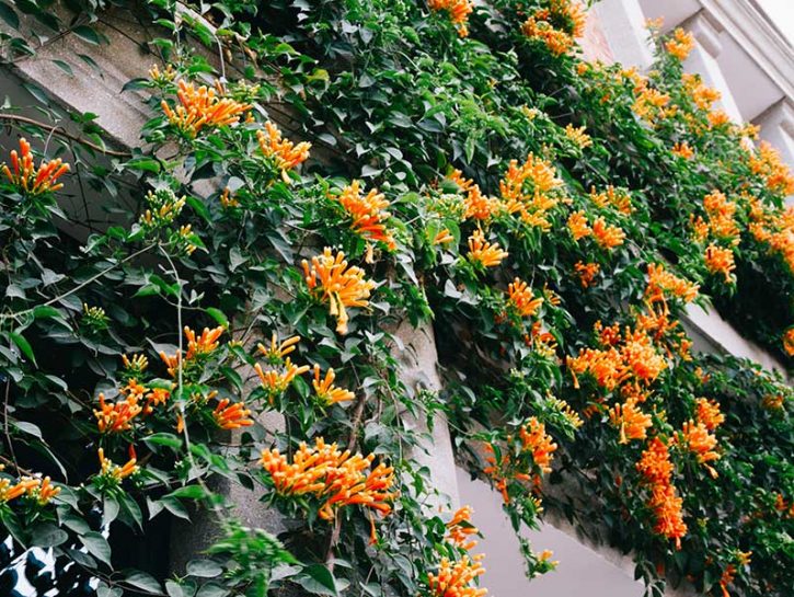 Pianta di Bignonia Grandiflora Rampicante Piante rampicanti vaso 7