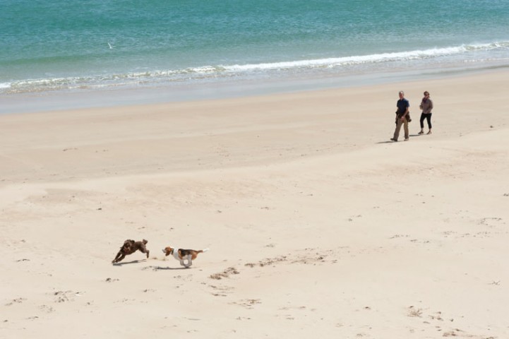 Spiagge Per I Cani Ecco Le Migliori Ditalia Donna Moderna