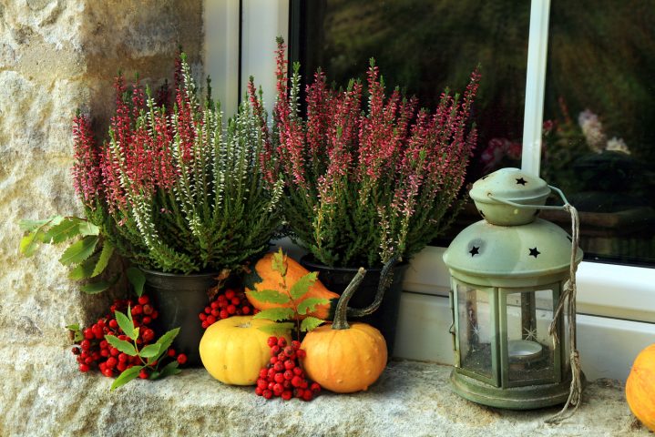 <p><b>COLORE IN AUTUNNO</b> </p><p>Decorare il <a href="https://www.donnamoderna.com/casa/giardinaggio/consigli-giardino-davanzale" target="_blank">davanzale</a> con le piante è un biglietto da visita in grado di rendere immediatamente più <b>accogliente</b> l'atmosfera di casa. Punta sui <b>ciclamini </b>e l'erica, che necessitano di poche cure e sono piante perfette da tenere all'<b>esterno</b>, sulla finestra o in un angolo del balcone: sopravviveranno tutto l'inverno. Aggiungi le viole del pensiero, coloratissime. Durante l'autunno potrai creare una composizione <b>semplice e d'effetto </b>con zucche, agrifoglio oppure un cavolo ornamentale. Lanterne con tante candele da accendere di sera doneranno all'ambiente una nota<b> romantica</b>.</p>
