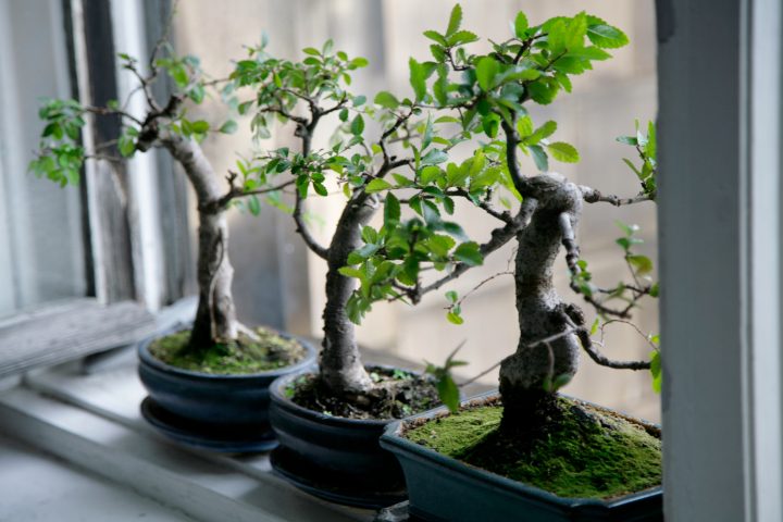 <p><b>PASSIONE PER LA NATURA</b> </p><p>Quella dei <a href="https://www.donnamoderna.com/casa/giardinaggio/non-sono-i-soliti-bonsai" target="_blank">bonsai</a> è una vera e propria arte. È importante considerare l'<b>abitazione</b> in cui andrà posizionato il bonsai. Fatti consigliare da un esperto e... evita cifre folli! Prendersi cura di un bonsai richiede <b>impegno</b>: ricordati che migliorerai giorno dopo giorno. Avere un amico o un commerciante di<b> fiducia</b> a cui chiedere consiglio si rivelerà molto utile. Annaffiatura e nutrimento dipendono dalla <b>tipologia </b>della pianta scelta. Posizionati in un angolo stabile, i bonsai sono un piccolo spettacolo in grado di dare serenità e<b> armonia</b>, perché ricreano il panorama rilassante di una foresta in miniatura. Imparare la corretta <b>potatura</b> significa immaginare quale sarà la forma del bonsai in<b> futuro</b>: un piccolo momento di meditazione quotidiana.</p>