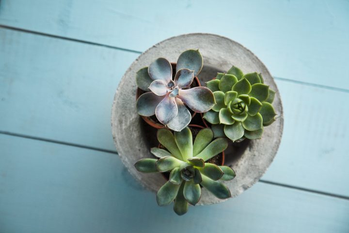 <p><b>POLLICE NERO?</b> </p><p>Se desideri avere un angolo verde in casa, ma hai <b>poco tempo</b> punta sulle <a href="https://www.donnamoderna.com/tag/piante-grasse" target="_blank">piante grasse</a>. Cactus e non solo: le<b> succulente</b> crescono bene nei vasi di terracotta e hanno bisogno di poche cure. Evita dosi eccessive di acqua. Il genere<b> Euphorbia </b>comprende una grande varietà di piante dalle forme bizzarre, perfette per realizzare un <a href="https://www.donnamoderna.com/casa/giardinaggio/terrario" target="_blank">terrario</a> da utilizzare come centrotavola o per abbellire il salotto. Deliziose le foglie carnose del genere Echeveria, originaria del Centro e Sud America, che crea decorazioni intriganti e è in grado di sopravvivere bene in <b>appartamento</b>.</p>