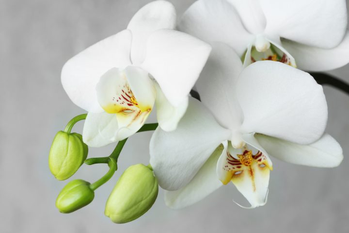 <p><b>ORCHIDEA</b> </p><p>Spesso sei <b>lontano</b> da casa? Elegante e in grado di donare all'ambiente una nota armonica, l'<a href="https://www.donnamoderna.com/casa/giardinaggio/orchidee-come-coltivare-fare-rifiorire" target="_blank">orchidea</a> è sinonimo di classe, decora con gusto e ha bisogno di poche cure. Affinché si mantenga al meglio c'è bisogno di un ambiente umido: posiziona il vaso di orchidee in... <b>bagno</b>! Grazie alla luce solare e all'umidità creata dalla doccia sarà bellissima a lungo. Attenzione alle<b> foglie </b>ingiallite, possono indicare che l'esposizione al sole è eccessiva. Evita i raggi diretti e l'innaffiatoio. Il modo migliore per avere cura dell'orchidea è spruzzarla di acqua con un <b>diffusore</b>. Se il terreno è umido non occorre bagnare la pianta.</p>