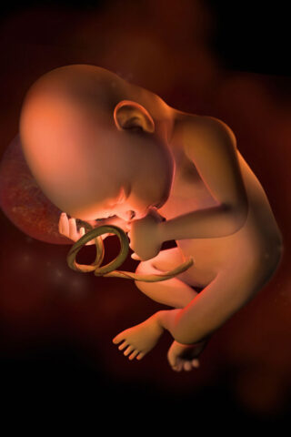 <p><b>La ventisettesima settimana di gravidanza</b></p><p> Ed eccoti arrivata nel <b>terzo trimestre</b>, congratulazioni! <br /> Questo è il periodo più delicato per la mamma che inizierà a metter su molto <b>peso</b> fino circa alla trentaseiesima settimana. Questo peso verrà distribuito in diversi punti del corpo. <br /> Il <b>seno</b> ha già cominciato a lievitare, ma a parte questo, alcune donne aumentano la massa dei fianchi, altre la pancia.<br /> Ricorda che il massimo aumento di peso considerato normale in tutta la gravidanza è circa <b>11/13 chilogrammi</b> e quindi comincia a regolarti in base all'aumento di peso che hai già raggiunto.<br /> Non ridurre le quantità di cibo, non è il momento di fare diete drastiche che potrebbero essere deleterie, piuttosto concentrati sulla <b>qualità del cibo</b> che mangi.<br /> Il piccolo pesa 1050 grammi ed è lungo <b>34 centimetri</b>.<br />La vernice caseosa aumenta per preservare meglio la sua pelle e le sembianze assunte ora sono ormai quelle definitive.</p>