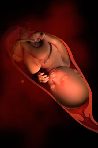 <p><b>La trentanovesima settimana di gravidanza</b></p><p> Tu sei pronta e impaziente di conoscere l'esserino che abita il tuo utero da <b>nove mesi</b>, il tuo corpo è pronto e il piccolo è stanco di sentirsi stretto e di non potersi muovere. Ci siamo e manca veramente pochissimo. Il <b>travaglio</b> infatti potrebbe ormai iniziare da un momento all'altro. <br /> Il <b>collo dell'utero</b> inizia ad <b>ammorbidirsi</b> e a dilatarsi e la pancia ha raggiunto le sue dimensioni massime.<br /> Nell'imminenza del parto potresti accusare alcuni sintomi, come ad esempio un modesto sanguinamento, perdita del <b>tappo mucoso</b>, perdita di pipì, perdita di peso ed aumento dell'appetito. Significa che ci siamo.<br /> Se avverti questi sintomi non è necessario che tu stia distesa: cammina, guarda la tv, chiacchiera e distraiti. Evita di mangiare perché ciò potrebbe provocarti attacchi di nausea.<br /> Prima di correre in <b>ospedale</b>, se te la senti, prova a fare un bagno caldo e a vedere se il ritmo delle <b>contrazioni</b> cambia o meno. <br /> Accertarti che nella <a href="https://www.donnamoderna.com/mamme/Gravidanza/cosa-mettere-valigia-ospedale" target="_self"><b>valigia per l'ospedale</b></a> ci sia tutto ciò di cui necessiti e via verso l'appuntamento che ti cambierà la vita per sempre.<br />Il piccolo ti attende: pesa ormai tra i 3,1 ed i <b>3,4 kg</b> (un po' di più i maschietti ed un po' meno le femminucce) e la lunghezza è tra i 50 ed i <b>52 cm</b>.</p>