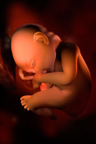 <p><b>La trentatreesima settimana di gravidanza</b></p><p> Lo <b>spazio nell'utero</b> si è ridotto e per questo i <b>movimenti del bimbo</b> sono diminuiti, e nonostante questo sei in grado di distinguere la differenza delle ginocchia dai gomiti. <br /> Se comincerai a percepire dei piccoli <b>sussulti ritmici</b> che provengono dalla tua pancia, non preoccuparti perché solo il suo <b>singhiozzo</b>. Il piccolo fa le prove di respirazione. <br /> Spremendo i <b>capezzoli</b> può fuoriuscire un liquido giallastro (il <b>colostro</b>), che sarà il primo pasto del tuo bimbo appena nato. Il colostro contiene più proteine, minerali, ma meno grassi. Dopo il parto questo liquido tenderà a cambiare di giorno in giorno, adattandosi ai bisogni del neonato, fino a essere sostituito dal latte vero e proprio. <br /> Per prepararti ad <b>allattare</b> nel migliore dei modi, devi cominciare fin da ora a prenderti cura dell'igiene del tuo <b>seno</b> e in particolar modo dei capezzoli: massaggiali ogni giorno con prodotti specifici <b>anti-ragadi</b> e con un asciugamano asciutto e ruvido per rendere quest'ultimi meno sensibili. Se invece hai i capezzoli poco sporgenti o piatti (<b>capezzoli introflessi</b>), è utile stimolarli quotidianamente (tirandoli leggermente) per dar loro la giusta forma. Inoltre preparando i capezzoli in questo modo potrai prevenire le ragadi.<br /> Il piccolo è ormai quasi pronto per<b> nascere</b>: i polmoni hanno raggiunto una buona maturazione e il liquido tensioattivo che permetterà agli alveoli di dilatarsi al momento del suo primo respiro è sufficiente. Un bimbo che nasce a quest'epoca ha ottime probabilità di avere un respiro del tutto autonomo, senza aiuti dall'esterno. <br /> Il suo peso è di circa <b>2,3 Kg</b>.<br /> In questo momento è importante tenere sotto controllo il <b>livello del liquido amniotico</b> che circonda il bimbo e che attualmente è di almeno 1 litro. <br />Non è preoccupante se si verificano piccole variazioni di quantità, ma un liquido scarso (oligoamnios), o peggio assente (anidramnios), o un liquido particolarmente abbondante (polidramnios) potrebbero rivelare dei problemi.</p>