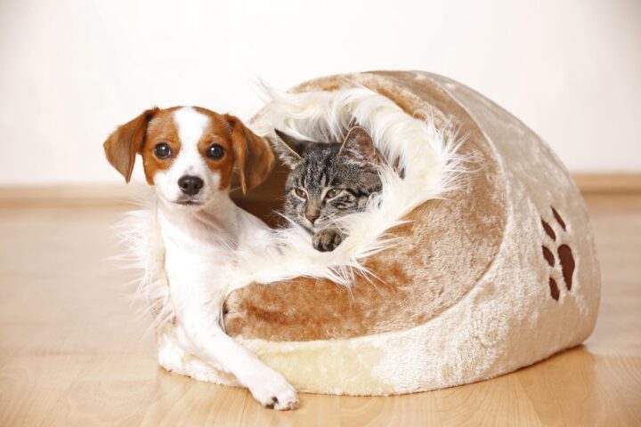 SCARICA LE SPESE VETERINARIE