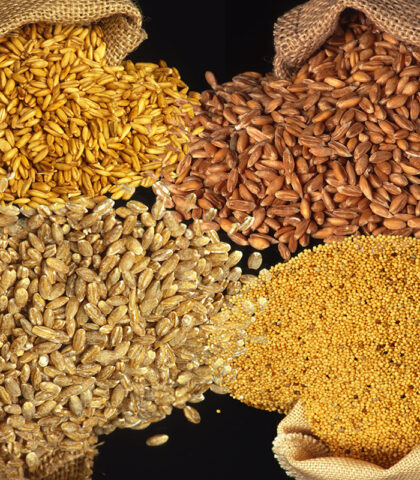<p>«Scegli i carboidrati a basso <b>indice glicemico</b> (che limitano i picchi di glicemia) come la pasta, il riso e il pane integrali. Evita invece quelli raffinati, perché stimolano la produzione di insulina, cosa che si ripercuote negativamente sulla funzione delle <b>ovaie</b>» sostiene l’esperta.</p><p><b>Come gustarli </b></p><p>«Cuoci i cereali a vapore: così, oltre a ridurre i tempi, salvi le vitamine e la fibra solubile che altrimenti andrebbero perse nell’acqua di cottura».</p><p><b>Quante volte </b></p><p>Almeno <b>quattro porzioni</b> a settimana.</p>