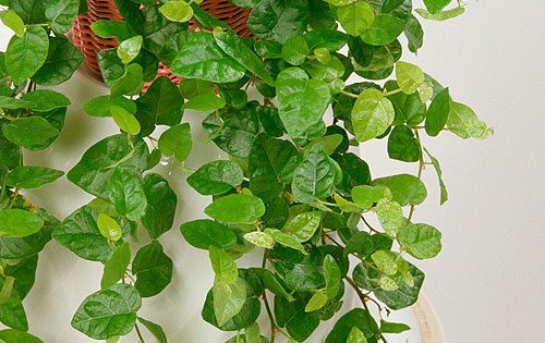 Ficus Pumila Rampicante Da Appartamento Donna Moderna