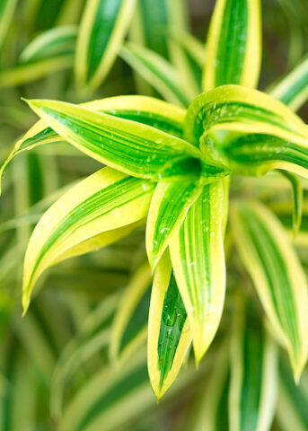 <p>Per la bellezza del suo fogliame, la <b>dracena</b> è tra le <b>piante da appartamento</b> più apprezzate. Ha l'aspetto di un arbusto e appartiene alla famiglia delle liliaceae. Esistono numerose specie di dracena ma in vivaio se ne trovano poche e hanno anche nomi diversi come <i>tronchetto della felicità</i> o <i>lucky bamboo</i>. La <b>dracena</b> ha il pregio di sopravvivere anche in condizioni non ottimali, come un angolo buio, in corridoio o all'ingresso. Ma se vuoi che le sue <b>foglie </b>siano belle e brillanti devi comunque coltivarla al meglio: regalale una buona illuminazione e annaffiature regolari. Ricorda inoltre di <b>vaporizzare le foglie</b> se nel tuo appartamento l'aria è troppo secca. Per mantenerla al meglio aggiungi alle annaffiature un po' di <b>concime</b> per piante verdi ogni 15 giorni circa.</p><p> </p>