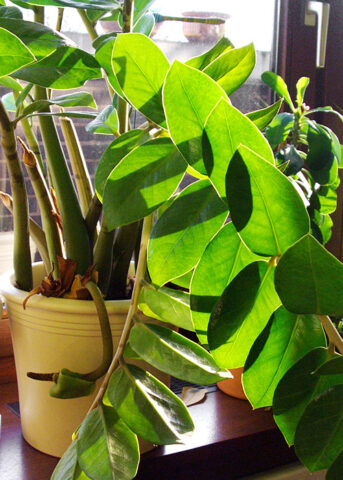 <p> Una <b>pianta</b> capace di caratterizzare un angolo di casa con la brillantezza delle sue foglie verdi è la <b>zamioculcas</b>: pianta sempreverde della famiglia delle <a href="https://www.donnamoderna.com/casa/giardinaggio/piante-grasse-come-curare-fare-fiorire" target="_self"><b>succulente</b></a>, originaria della Tanzania. È particolarmente resistente, si adatta bene anche se non c'è un'illuminazione ottimale e dalla primavera fino a settembre può essere posizionata all'esterno. Ha una crescita molto lenta, e anche se in natura può arrivare a 3 metri di altezza, in <b>appartamento</b> rimane al massimo sui 70 cm.<br />Le <b>annaffiature</b> devono essere regolari ogni 10 giorni circa e da marzo a ottobre necessita di un concime specifico per piante succulente, mentre puoi tenerla a riposo per il periodo invernale.</p>