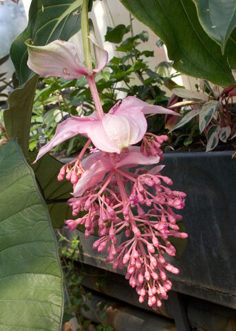 <p>Se ami le<b> piante da fiore</b> puoi scegliere anche la <b>medinilla</b>, una pianta dalle origini tropicali, appartenente alla famiglia delle melastomataceae. Fiorisce principalmente in primavera, ma in serra puoi trovare <b>medinille fiorite</b> anche in altri periodi dell'anno. Ha dimensioni abbastanza grandi: in vaso può raggiungere anche 120 cm di altezza. Necessita di molto caldo, almeno 18°, devi quindi tenerla in casa facendo attenzione che la temperatura non si abbassi troppo. Il segreto per coltivare la medinilla è l'<b>umidità</b>: oltre alle annaffiature regolari, bisogna inumidire le foglie con un panno o con uno spray anche tutti i giorni. Attenzione però ai ristagni d'acqua: la terra deve permettere un <b>drenaggio</b> perfetto. La medinilla va quindi trapiantata in un vaso con parti uguali di sabbia, torba e terriccio da fiori.</p>