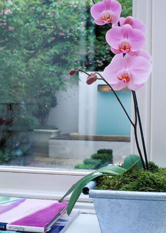 <p>L'<a href="https://www.donnamoderna.com/casa/giardinaggio/orchidee-come-coltivare-fare-rifiorire" target="_self"><b>orchidea</b></a> è tra le piante fiorite da appartamento più amate. Oggi esistono numerose <a href="https://www.donnamoderna.com/casa/giardinaggio/orchidee-specie-piu-belle" target="_self"><b>specie</b></a> diverse, alcune più resistenti al clima europeo e abbastanza facili da coltivare e far <b>rifiorire</b>. Scegli l'orchidea <i>Phalenopsis,</i> tra le più facili da curare. Oppure l’imponente <i>Cymbidium</i> o la vivace <i>Vanda</i>. Al momento dell'acquisto controlla che la <b>pianta</b> sia in ottimo stato e fatti consigliare sul concime migliore per questo tipo di <b>fiore</b>. Con i suoi colori sgargianti e la bellezza dei petali, le orchidee donano un tocco esotico e vivace alla casa.</p>