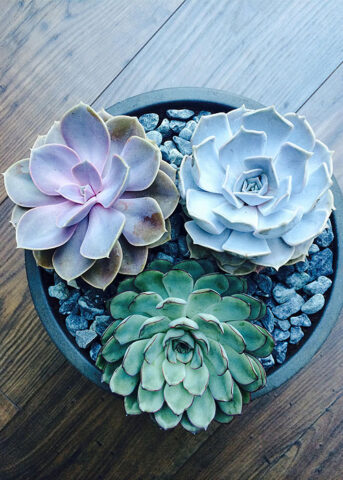 <p>Per creare in casa un angolo verde dal fascino esotico scegli le <b>piante grasse</b>. Facili da coltivare, sono molto resistenti e necessitano di <a href="https://www.donnamoderna.com/casa/giardinaggio/piante-grasse-come-curare-fare-fiorire/photo/Come-e-quanto-innaffiarle#dm2013-su-titolo" target="_self"><b>pochissime cure</b></a>. Puoi sbizzarrirti nella scelta: in vivaio infatti esistono le specie più diverse, dai piccoli <b>cactus</b> molto spinosi (attenzione se in casa ci sono bambini o animali!) alle <b>succulente</b> morbide e carnose. Puoi sistemarle in mini serre in stile <a href="https://www.donnamoderna.com/casa/fai-da-te/come-arredare-stile-shabby-chic" target="_self"><b>shabby chic</b></a> o scegliere esemplari più grandi capaci di arredare e caratterizzare tutto l'ambiente.</p>