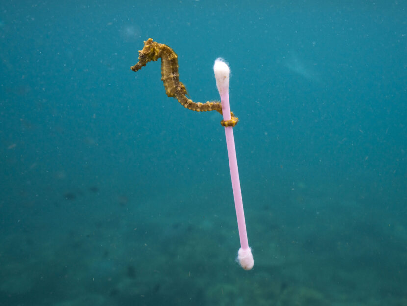 <p>Lo scatto "Sewage surfer", il cavalluccio marino che fa surf con l’immondizia, è di Justin Hofman, premiato come Wildlife Photographer nel 2017. E mostra, in modo emblematico, l’inquinamento da plastica degli oceani</p>