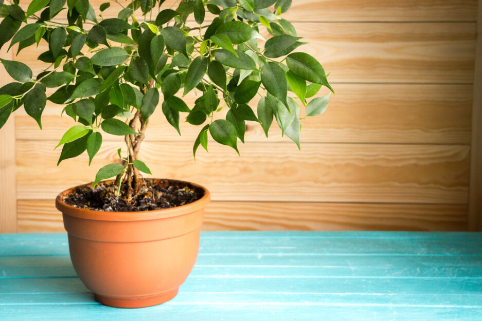 <p>Ficus Benjamin</p>