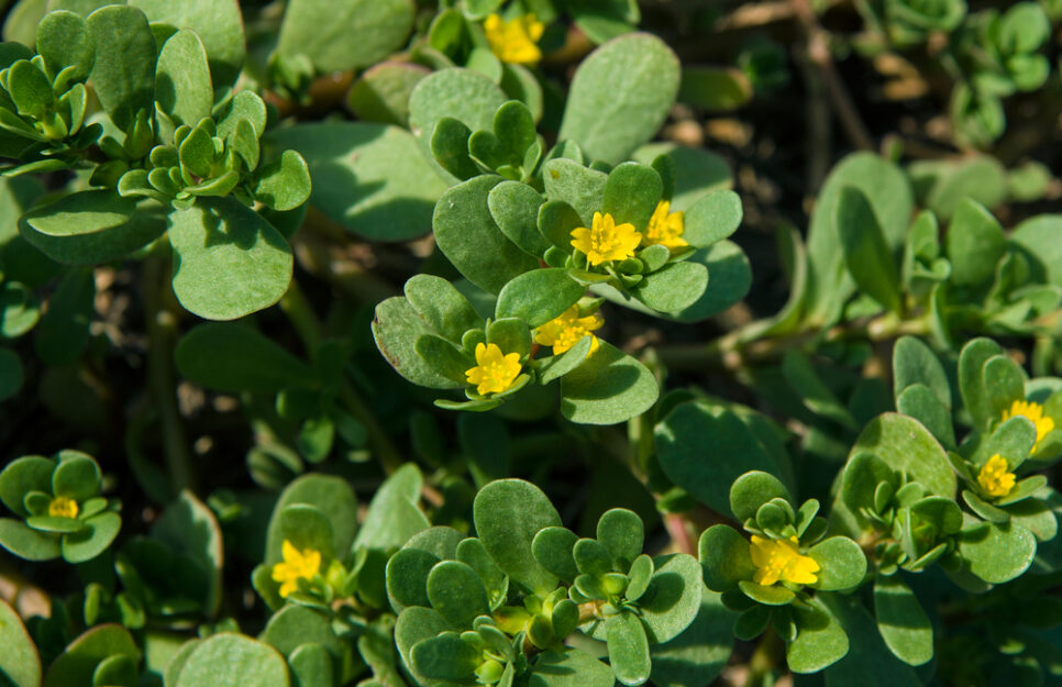 <p>Portulaca</p>