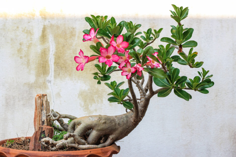 <p>Rosa del deserto</p>