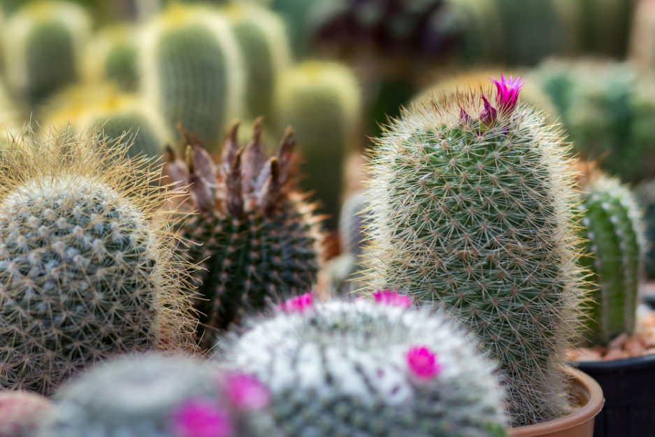 Cactus Pianta Grassa Cura Caratteristiche Nomi